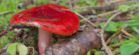 迷你世界小红菇怎么种[图2]