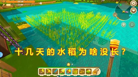 迷你世界水稻怎么收[图2]